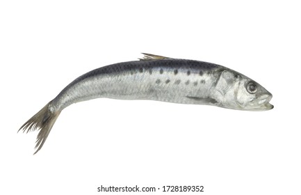 Fresh Raw Sardine Fish Isolated On White