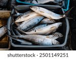 Fresh raw sardines at market in Surabaya, Indonesia. Raw fish for sale. Pilchard, close up.