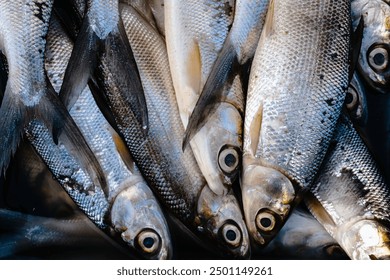 Fresh raw sardines at market in Surabaya, Indonesia. Raw fish for sale. Pilchard, close up. - Powered by Shutterstock