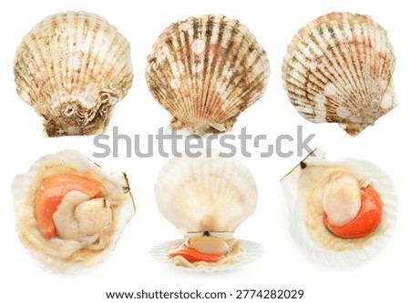 Fresh raw scallops and shells isolated on white, set. Sea food