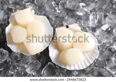 Fresh raw scallops with shells on ice cubes, above view
