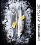 Fresh raw sea bass with lemon slices on ice. Top view, dark background. Raw whole sea fish.