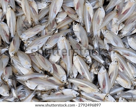 Fresh raw small silver fish, sardines at seafood market.