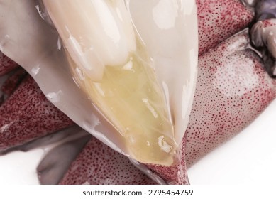 Fresh raw squid tentacles with translucent body, premium seafood ingredients for cooking and culinary preparation