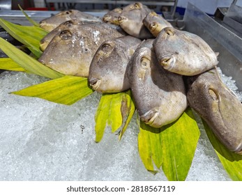 Fresh raw triggerfish leatherjacket on crushed ice display with green leaves. Seafood supermarket market counter for culinary design copy space template.