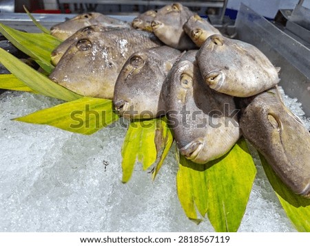 Fresh raw triggerfish leatherjacket on crushed ice display with green leaves. Seafood supermarket market counter for culinary design copy space template.