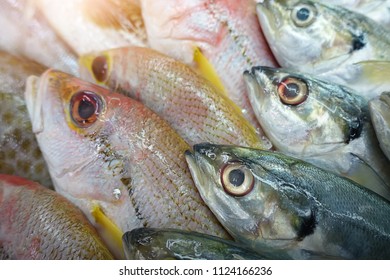 Closeup Fresh Mackerel Fish Stock Photo (Edit Now) 254668780