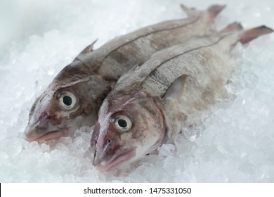 Fresh Raw Whole Haddock Fish On Ice In The Shop