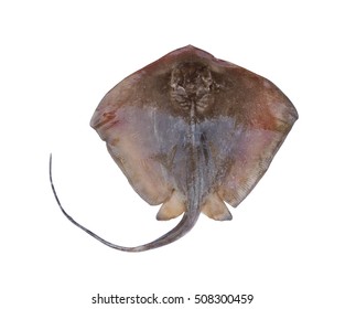 51,979 Ray Fish Images, Stock Photos & Vectors 