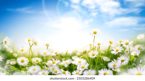 Fresh real daisy flowers, blossoms, growing in meadow grass on a warm sunny spring summer day with a bright sunlit blue sky background - Powered by Shutterstock