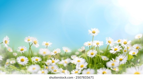 Fresh real daisy flowers, blossoms, growing in meadow grass on a warm sunny spring summer day with a bright sunlit blue sky background - Powered by Shutterstock