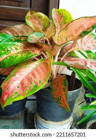 A Fresh Red Aglaonema With A Beautiful Pink Color 