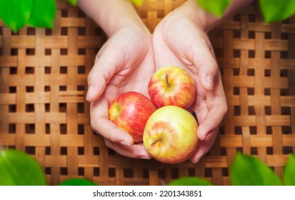 Fresh Red Apple In Hand On Rattan Basket In Harvest Season From Top Viw Of Apple Tree In Agriculture Lifestyle 