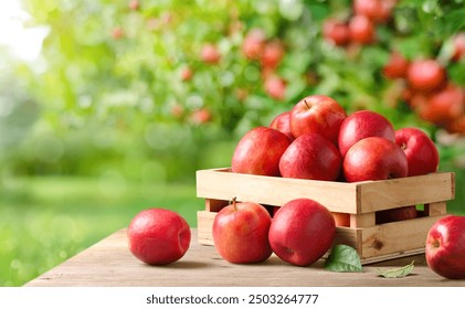 Fresh red apples on wooden table in apple farming.