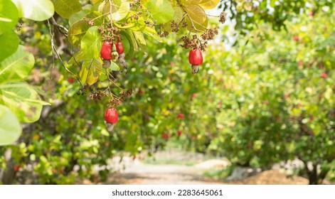 Fruta fresca de anacardo rojo en el árbol de la granja agrícola.
