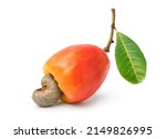 Fresh Red cashew fruits with leaf isolated on white background. Clipping path.
