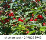 Fresh red cherries on the tree. Ripe orchard. Cherries in Door County Wisconsin.