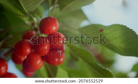 Similar – Image, Stock Photo Desserted greenhouse in a wild garden.