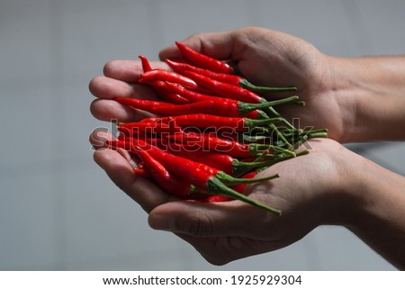 Fresh red chilis held in hand by a woman with selective focus on the chilis and a blurred background 