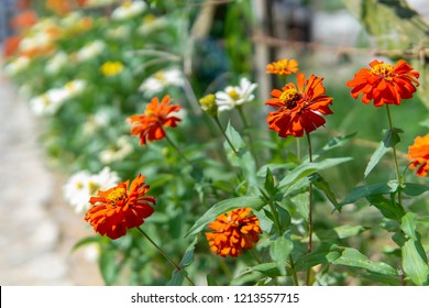 40 Chrysanthemum japonense Images, Stock Photos & Vectors | Shutterstock