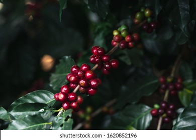 Fresh Red Coffee Red Cherry Coffee Bean - Tree Coffee - Fruit