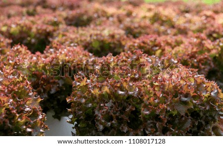 Similar – Image, Stock Photo Symbiosis on the roof