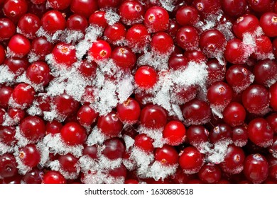  Fresh Red Cranberries With Snow