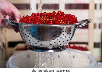 Fresh Red Currants Are Washed In A Colander With Water