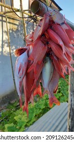 Fresh Red Fish Caught By Fishermen Hanging From Poles. Holocentridae Is A Family Of Rays, Of The Order Holocentriformes. Members Of The Subfamily Holocentrinae Are Commonly Known As Squirrelfish.