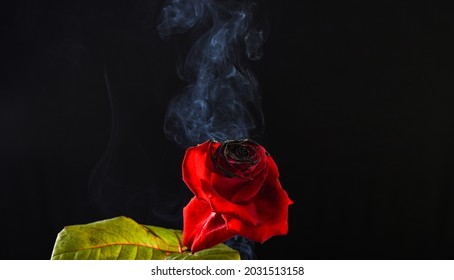 1,648 Burnt Rose Stock Photos, Images & Photography 