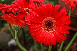 Fresh Red Gerberas Flower With Water Drop