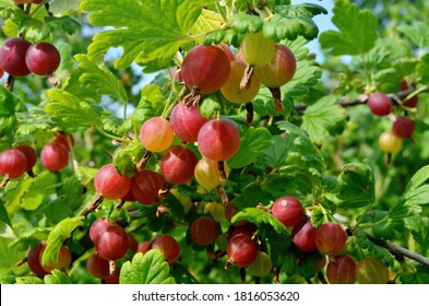 Fresh red gooseberry on a branch of a gooseberry bush in the garden. A red berry bush grows in the garden