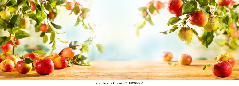 Fresh Red and green Apples on wooden table and  on tree branches. Autumn and Harvest Concept. Apple garden. - Shutterstock ID 2018006504