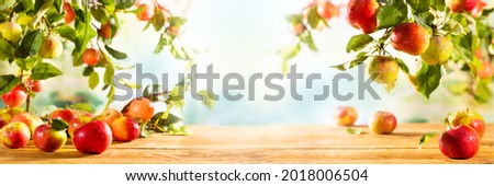 Fresh Red and green Apples on wooden table and  on tree branches. Autumn and Harvest Concept. Apple garden.