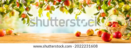 Fresh Red and green Apples on wooden table and  on tree branches. Autumn and Harvest Concept. Apple garden.