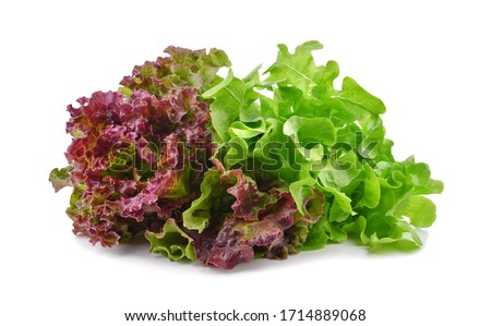 Fresh red and green lettuce isolated on white background.