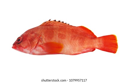 Fresh Red Grouper Fish Isolated On Stock Photo 1079957117 | Shutterstock