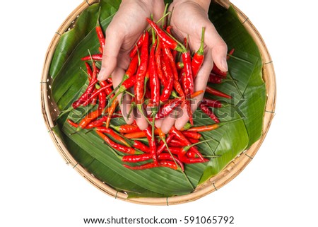 Fresh Red hot chili pepper in hand isolated with clipping path.