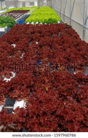 Similar – Image, Stock Photo Symbiosis on the roof