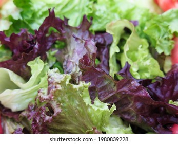 Fresh Red Leaf Lettuce In Salad