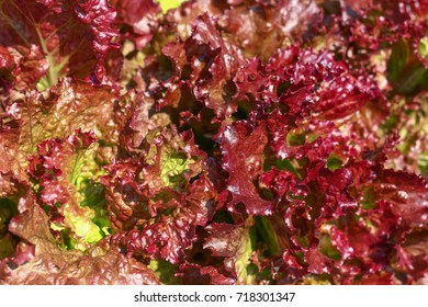 Fresh Red Lettuce.