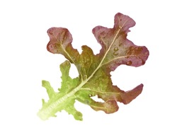 Fresh Red Oak Lettuce Leaf Isolate On White Background. Clipping Path.