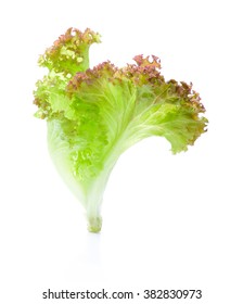 Fresh Red Oak Lettuce Leaf Isolated On White Background.