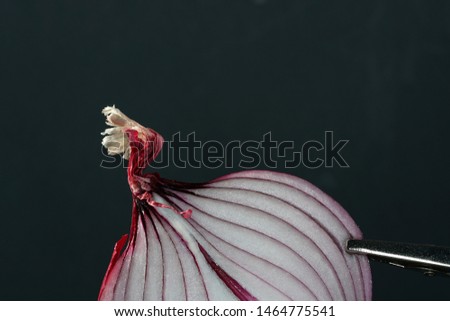 Image, Stock Photo Awakening to the spring sun