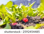 Fresh Red Radishes Growing in Organic Garden Bed with Green Leaves and Rich Soil Under Bright Sunlight, Capturing Sustainable Farming, Healthy Eating, and Homegrown Vegetable Cultivation