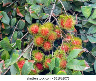 Fresh red rambutan in rambutan orchard