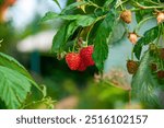 Fresh red ripe raspberries. Organic berry harvest. Vitamin garden. Raspberry berry. Branch of ripe raspberry on a bush in a garden. Fresh raspberries. Ripe organic raspberry. Selective focus.