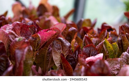 Fresh Red Romaine Lettuce Presented On A Table