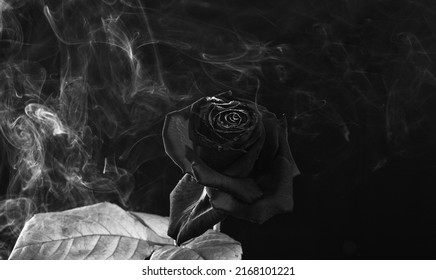 Fresh red rose with burned petals and wisp of smoke dark background, smoky haze
