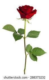 Fresh Red Rose On A White Background